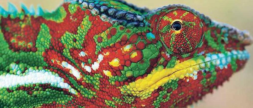 Farbenspiel. Das Pantherchamäleon nutzt Farben für die Kommunikation.