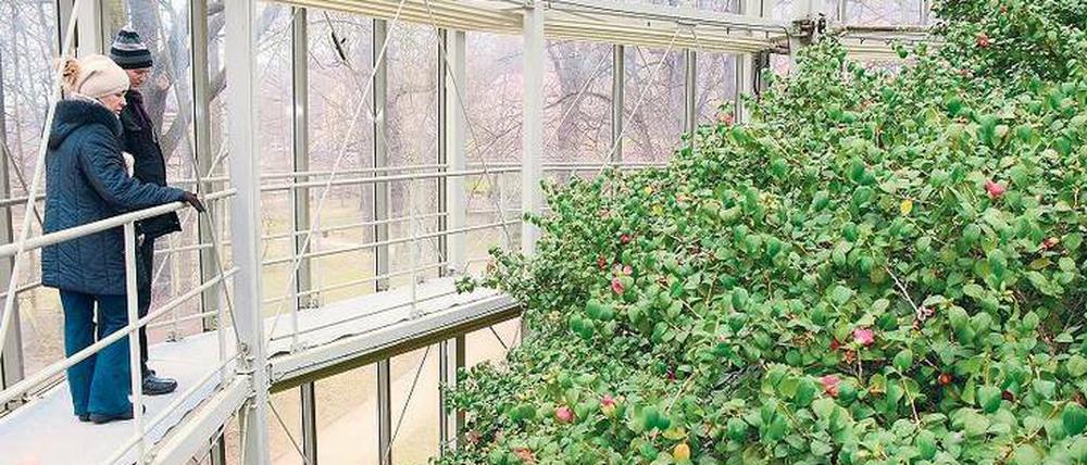 Staunen über den Superstar. Die Pillnitzer Kamelie ist neun Meter hoch. Ihren Umfang von rund 35 Metern können Besucher auf einem Gerüst umrunden. 