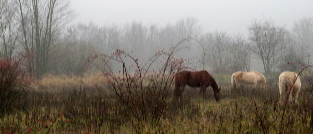 Das ganze Jahr über draußen: Die Pferde der Reitgemeinschaft Holderhof fungieren als "Weidemäher"