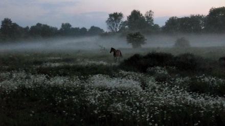 Fast könnte es auch ein Wildpferd sein: Eines der Pferde der Reitgemeinschaft Holderhof
