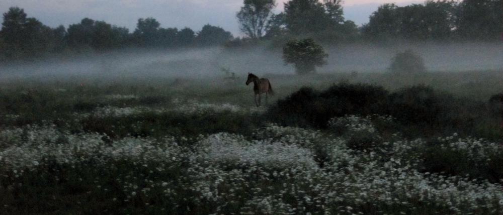 Fast könnte es auch ein Wildpferd sein: Eines der Pferde der Reitgemeinschaft Holderhof
