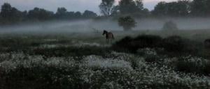 Fast könnte es auch ein Wildpferd sein: Eines der Pferde der Reitgemeinschaft Holderhof
