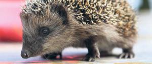 Unsicher. Viele Patienten fühlen sich schlecht über sogenannte IGeL-Leistungen informiert oder wollen ihrem Arzt nicht widersprechen. 