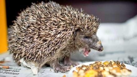 Ein Igel im Igelzentrum-Niedersachsen in Hannover. Auch in Großbritannien wurde nun das erste Igelschutzzentrum eingerichtet. 
