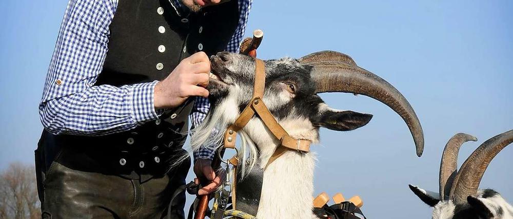 Bitte nicht rumzicken. Mirko Zimmermann organisiert Führungen mit Ziegen rund um Altreetz/Oderaue im Oderbruch. Etwas Zeit muss man den Tieren dabei schon lassen.