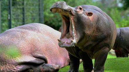 Zum Gähnen? In Berlin sollen Bäder und Zoos nun zu Event-Orten werden.