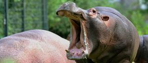 Zum Gähnen? In Berlin sollen Bäder und Zoos nun zu Event-Orten werden.