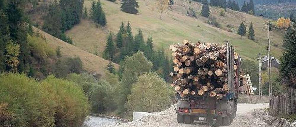 Da fahren sie. In einigen rumänischen Ortschaften gehören die Holzlaster mittlerweile zum Alltag.