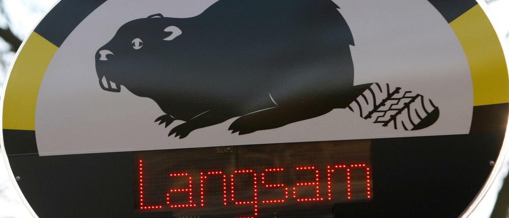 Ob die Assoziation zwischen Autodieben und Bibern wohl daher kommt, dass Autofahrer für die Tiere vom Gas gehen sollen?