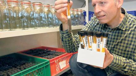 Chef-Banker. Thomas Dürbye, Leiter der Saatgutbank Dahlem, begutachtet getrocknete Samen in einem Reagenzglas. 