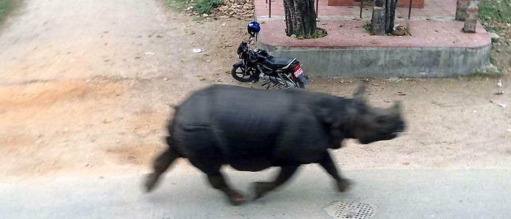Eine Aufnahme des ausgebrochenen Nashorns am Montag in Nepal.