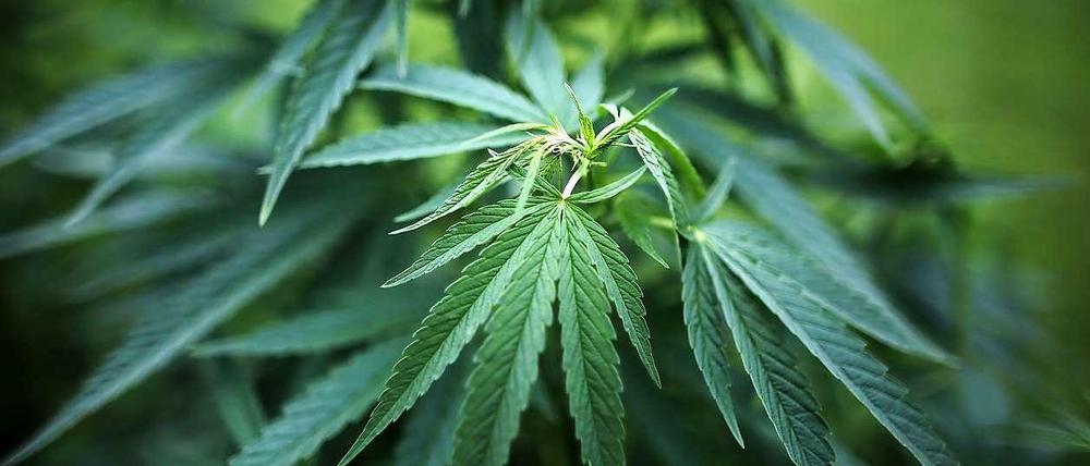 Cannabis als Schmerzmittel. Bisher müssen dies entweder illegal besorgt oder mit Ausnahmegenehmigung aus der Apotheke bezogen werden.