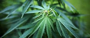 Cannabis als Schmerzmittel. Bisher müssen dies entweder illegal besorgt oder mit Ausnahmegenehmigung aus der Apotheke bezogen werden.