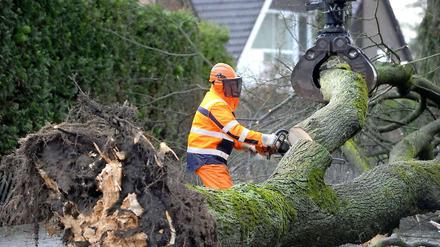 Ein umgefallener Baum wird in Hünxe (Nordrhein-Westfalen) zersägt.