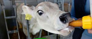 Milch für die Milchkuh. Wenn Kälber groß sind, produzieren sie für ihre Landwirte. Von der Milchwirtschaft allein können die meisten Bauern aber nicht mehr leben.