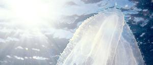 Schillernd. Rippenquallen schweben seit einer Milliarde Jahre durch die Weltmeere.