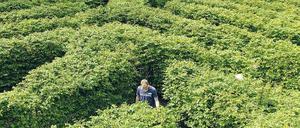 Wie im Irrgarten. Allein in Berlin existieren über 1000 öffentliche und private Anbieter mit insgesamt rund 30000 völlig verschiedenen Weiterbildungsangeboten, die vom Wochenendseminar bis zum mehrere Monate dauernden Lehrgang reichen. Es ist nicht leicht, bei der riesigen Zahl an Angeboten den Durchblick zu bekommen. 