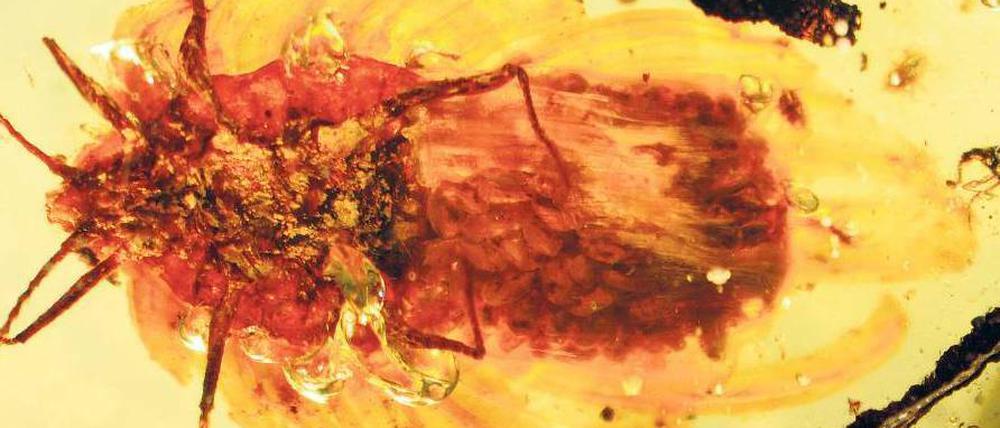 Laus in Bernstein. Das Tier wurde vor 100 Millionen Jahren eingeschlossen.