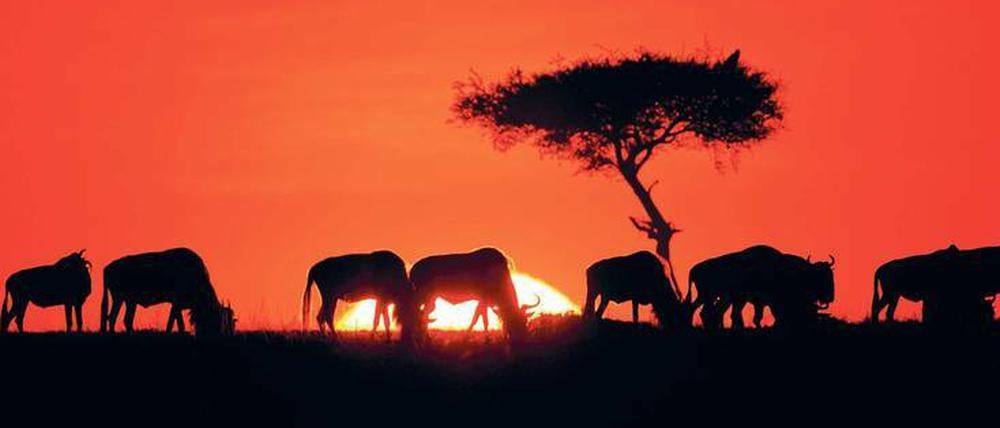 In der Baumsavanne des Ngorongoro-Kraters finden Besucher auch große Herden dieser Streifengnus.
