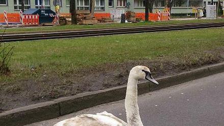 Laut Polizei ist dies der "Übeltäter"