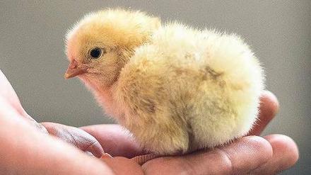 Kurzes Leben. Tierschützer protestieren seit langem gegen das massenhafte Töten männlicher Küken.