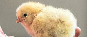 Kurzes Leben. Tierschützer protestieren seit langem gegen das massenhafte Töten männlicher Küken.
