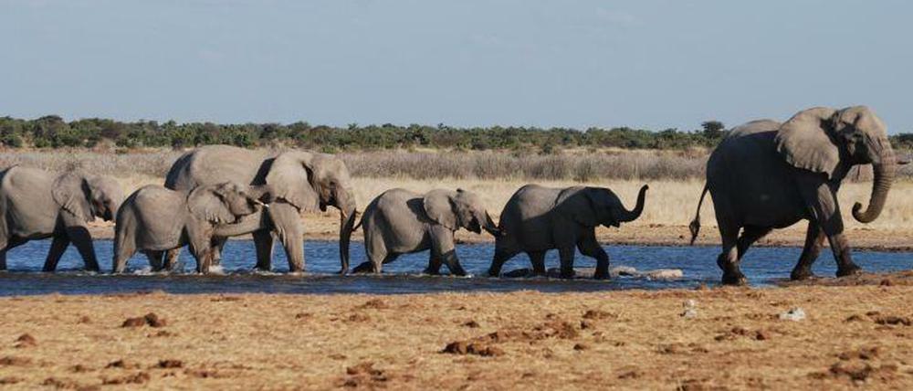 Superhirne. Elefanten (hier im Etosha Nationalpark in Namibia) erinnern sich an den schnellsten Weg zum Wasser.
