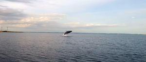 Im Juli 2014 gelingt dem Fotografen Soeren Bomholt vor Høruphav (Dänemark) in der Flensburger Außenförde die Aufnahme eines auftauchenden Buckelwals.