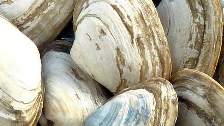 Muscheln mit Krebs. Ein seltener Blutkrebs infiziert Sandklaffmuscheln vor der Küste Nordamerikas. 