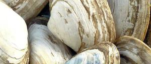 Muscheln mit Krebs. Ein seltener Blutkrebs infiziert Sandklaffmuscheln vor der Küste Nordamerikas.