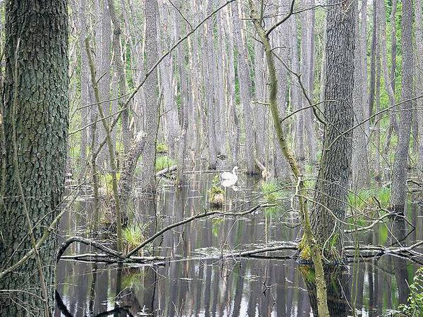 Schwan, gut versteckt. Hölzerner See im Landkreis Dahme-Spreewald.