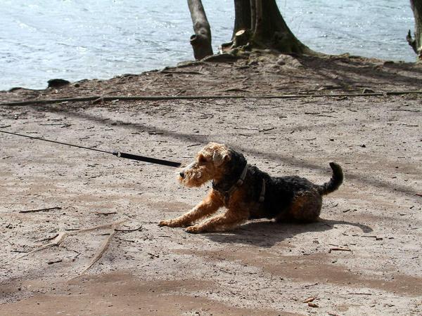 Ich will hier aber nicht weg! Hund am Schlachtensee.