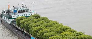 Auf ins Havelland zur Bundesgartenschau 2015: Diese Kastenlinden wurden von Koblenz nach Havelberg verschifft.