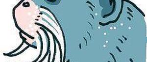 Bart nach unten: Der Tamarin.