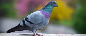 Gewöhnliche Straßentauben (Foto) gibt es viele in Berlin. Seltener und daher wertvoller sind ihre Artverwandten aus den Zuchtbetrieben - wie die in der Hasenheide gestohlenen.