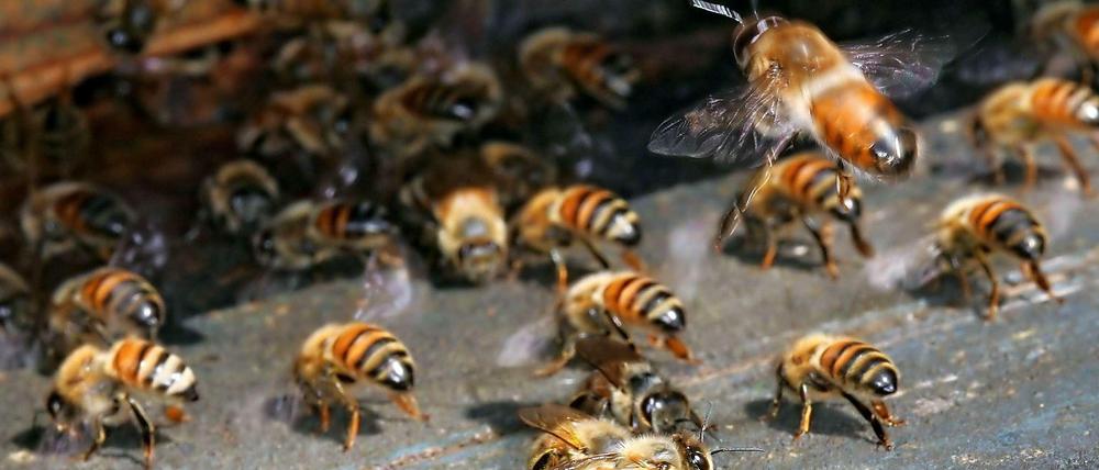 Warum sterben so viele Bienen?