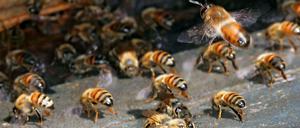 Warum sterben so viele Bienen?