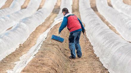 Streitpunkt Mindestlohn. Die CSU hat ihre Probleme mit dem Lieblingsprojekt der SPD – und will Änderungen. So werden negative Folgen für die Landwirtschaft befürchtet – hier ein polnischer Erntehelfer beim Spargelstechen in Schleswig-Holstein. 