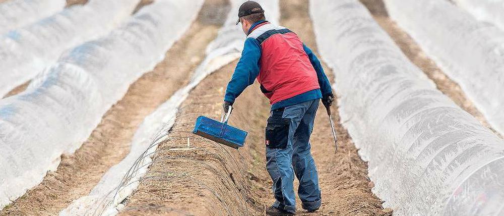 Streitpunkt Mindestlohn. Die CSU hat ihre Probleme mit dem Lieblingsprojekt der SPD – und will Änderungen. So werden negative Folgen für die Landwirtschaft befürchtet – hier ein polnischer Erntehelfer beim Spargelstechen in Schleswig-Holstein. 