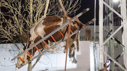 Feuerwehr und Polizeikräfte verladen am Montag in Sindelfingen (Baden-Württemberg) einen Stier, der die Bahngleise blockiert hatte und betäubt werden musste.