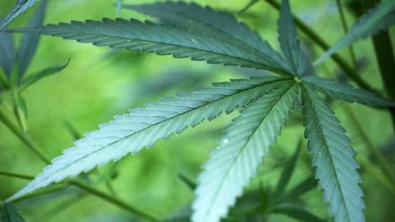 Cannabis (Symbolbild)