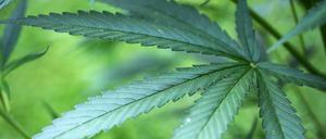 Cannabis (Symbolbild)