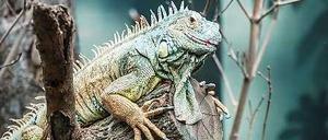 Ein Leguan, wie man ihn im Pariser Zoo bewundern kann.