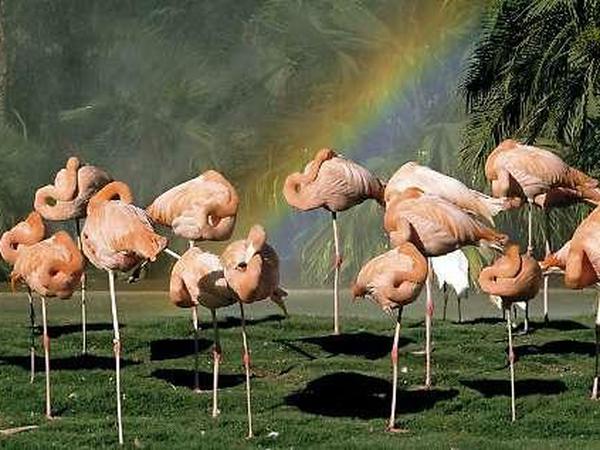Rote Flamingos gehören zu den Highlights in San Diego.