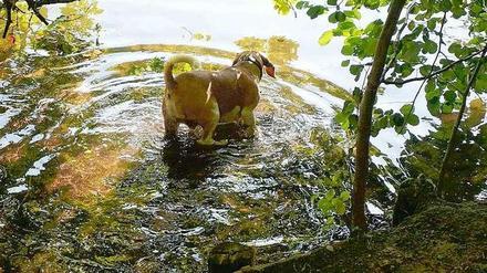 Mal mit, mal ohne Hund. So könnte ein Kompromiss am Schlachtensee aussehen: Im Sommer gilt das generelle Verbot, im Winter gilt nur Leinenzwang.