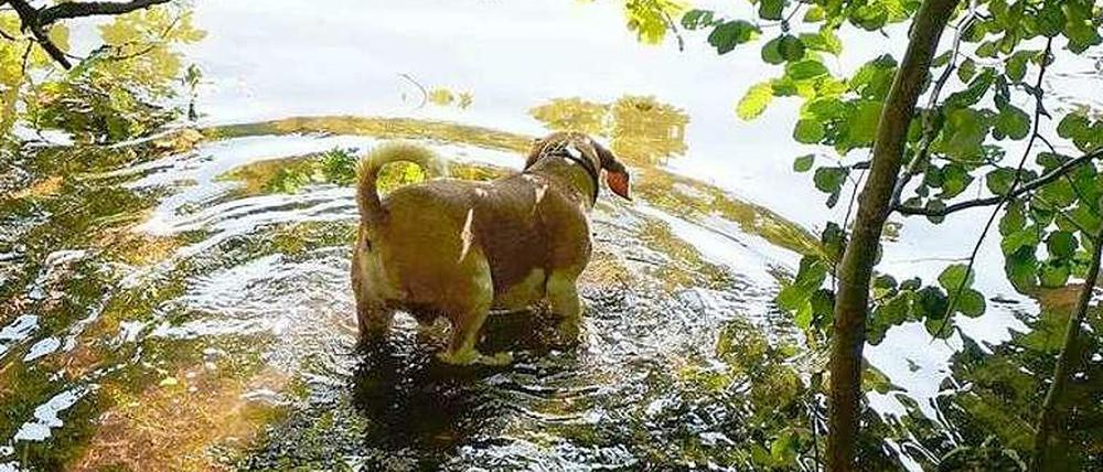 Mal mit, mal ohne Hund. So könnte ein Kompromiss am Schlachtensee aussehen: Im Sommer gilt das generelle Verbot, im Winter gilt nur Leinenzwang.