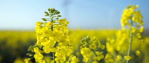 Um eine neue Rapssorte aus den USA erblüht eine neue Diskussion um die Grenze zwischen konventioneller, auf Mutagenese-Verfahren basierender Pflanzenzucht und gentechnischer Sortenentwicklung.