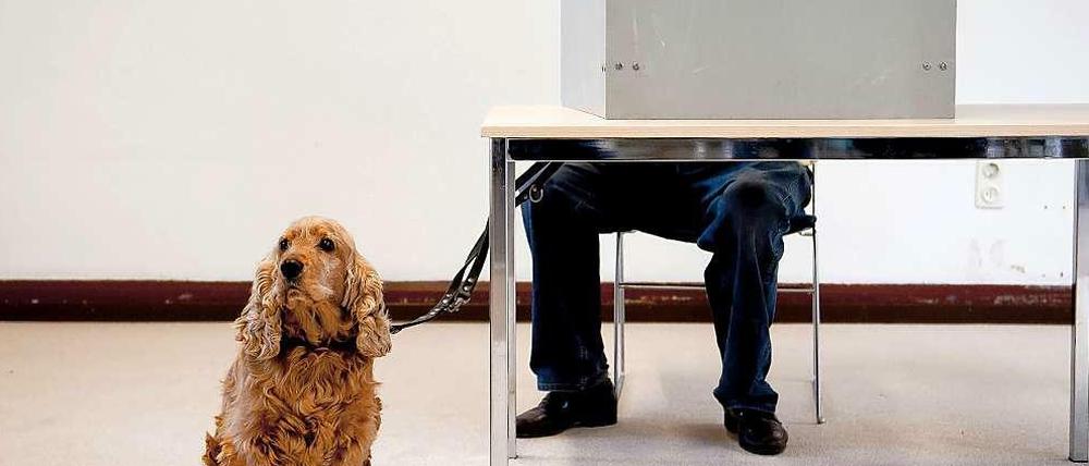Mit Hund und Kegel zur Abstimmung: Kurz nach dem Sommerurlaub werden die Berliner 2016 wählen, am 18. September.