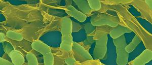 extrem resistenter Keim