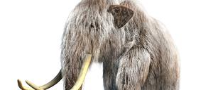 Die Computeranimation eines Woolhaarmammuts.